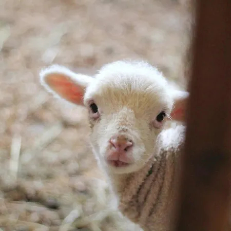 Chateau De La Coutere Frühstückspension Saint-Laurent (Haute-Garonne)