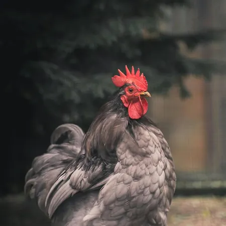 Chateau De La Coutere Frühstückspension